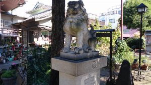 今戸神社 拝殿前狛犬 (2)
