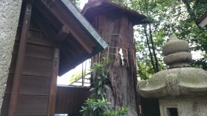 七社神社 一本杉