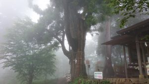 武蔵御嶽神社摂社・産安社 安産杉