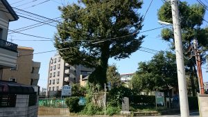赤塚氷川神社 赤塚乳房大神・樹齢1750年の欅