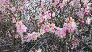 小村井香取神社 香梅園の梅